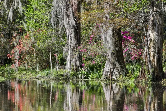 Framed Print : United States, North Carolina, Magnolia Plantation, Tree Trunks and Reflection in Framed Print : United States, North Carolina, Magnolia Plantation, Tree Trunks and Reflection in