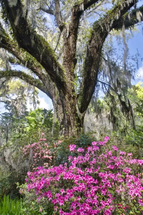 Framed Print : United States, North Carolina, Magnolia Plantation, Moss-Covered Tree Trunk with Azaleas