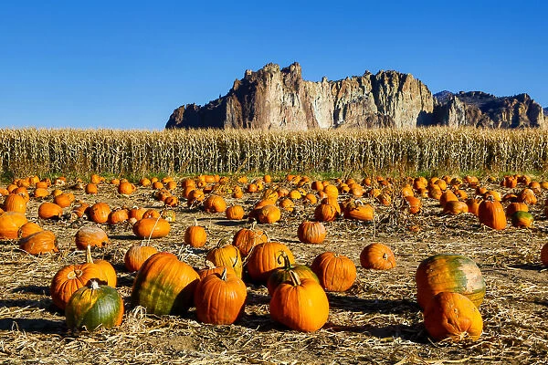 United States, Oregon, Bend, Pumpkin Harvest