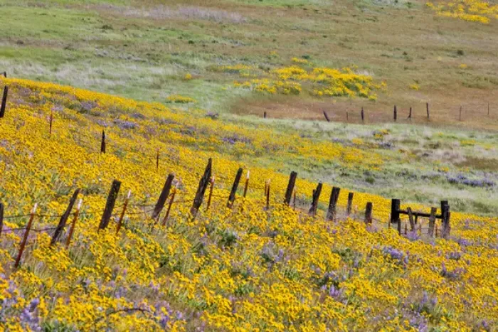 Framed Print : United States, Oregon, Columbia River Gorge, Field Along Dalles Mountain Road Framed Print : United States, Oregon, Columbia River Gorge, Field Along Dalles Mountain Road
