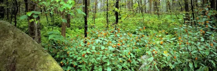 Framed Print : United States, Pennsylvania, Wyoming SP. Red-blossomed jewelweed flourishes in Wyoming State Park Framed Print : United States, Pennsylvania, Wyoming SP. Red-blossomed jewelweed flourishes in Wyoming State Park