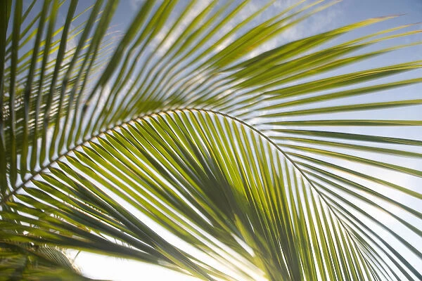 United States, Puerto Rico, Vieques. Palm fronds in motion