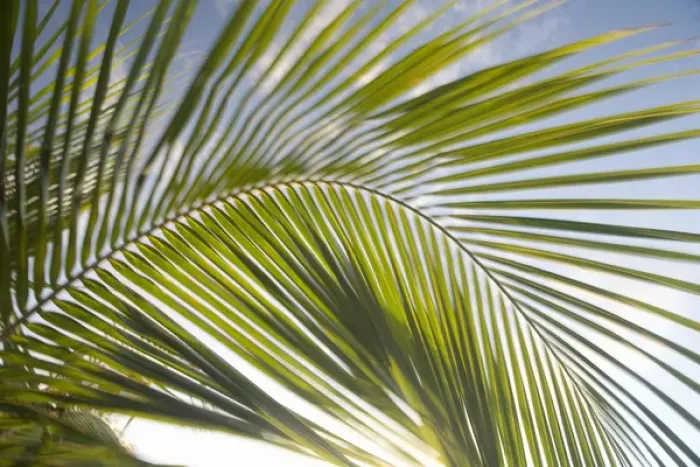 Framed Print : United States, Puerto Rico, Vieques. Palm fronds in motion
