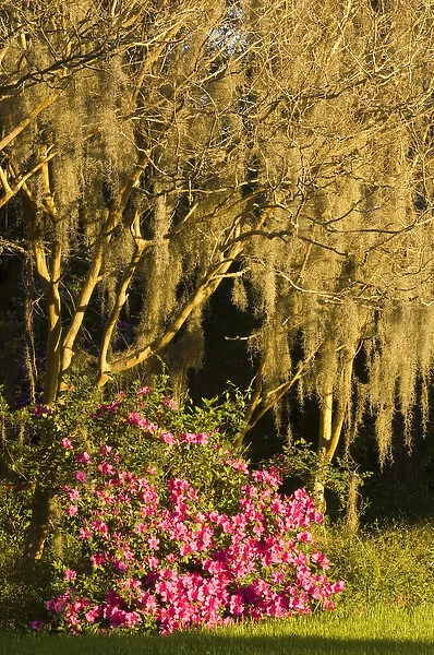United States; South Carolina; Charleston; Magnolia Plantation, azaleas and crepe
