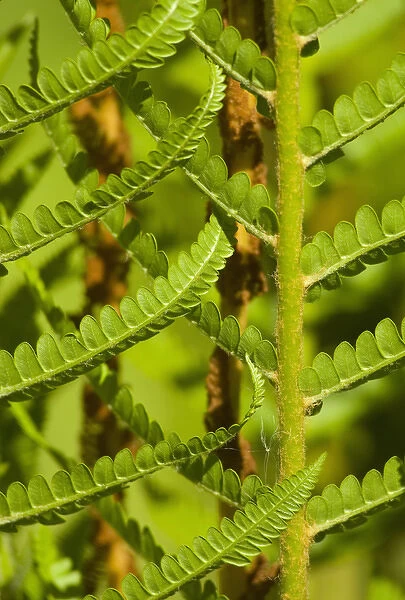 United States; South Carolina; Charleston; Magnolia Plantation, closeup of ferns
