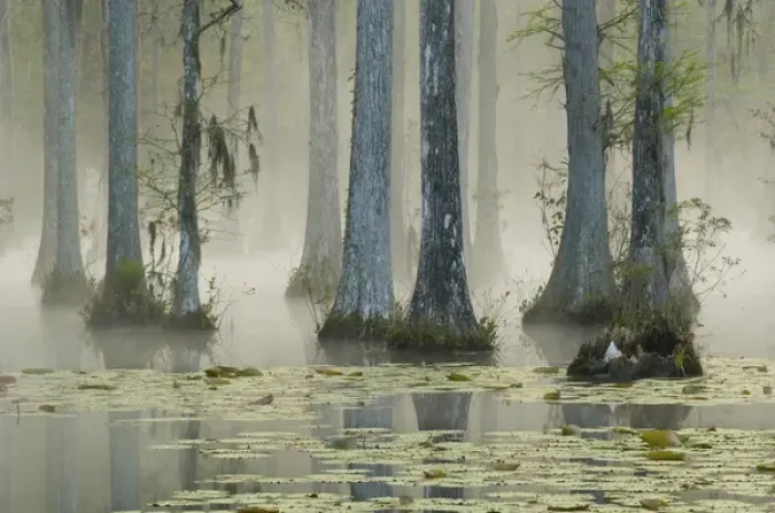 Framed Print : United States; South Carolina; Moncks Corner, Cypress Gardens, bald cypress swamp Framed Print : United States; South Carolina; Moncks Corner, Cypress Gardens, bald cypress swamp