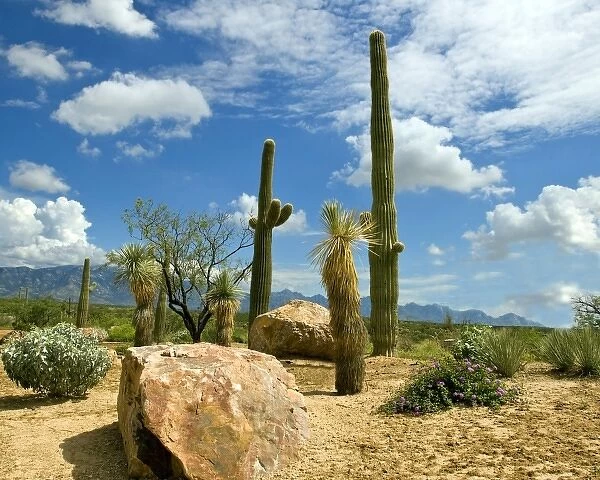 United States, State of Arizona. Saguaro Cactus (Carnegiea gigantea)