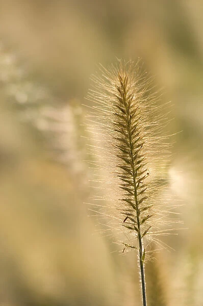 United States, Virginia, Arlington, Single ornamental grass head, other out of focus