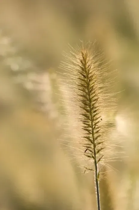 Framed Print : United States, Virginia, Arlington, Single ornamental grass head, other out of focus Framed Print : United States, Virginia, Arlington, Single ornamental grass head, other out of focus
