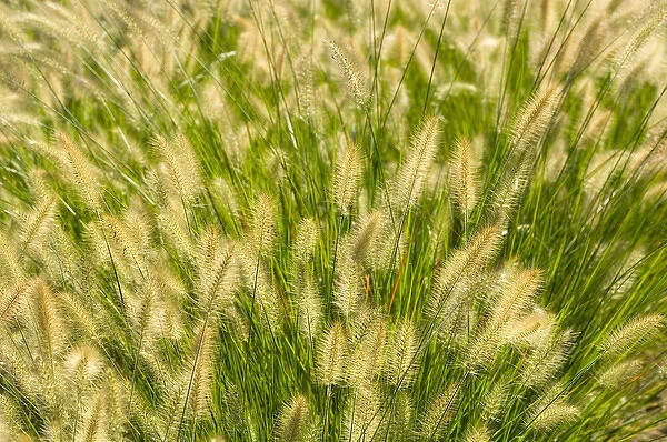 United States, Virginia, Arlington, Large group of ornamental grass heads