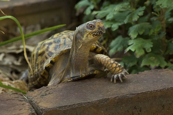 United States, Virginia, Arlington, box turtle in garden