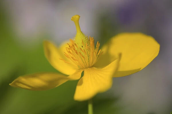 United States, Virginia, Arlington, closeup of yellow poppy