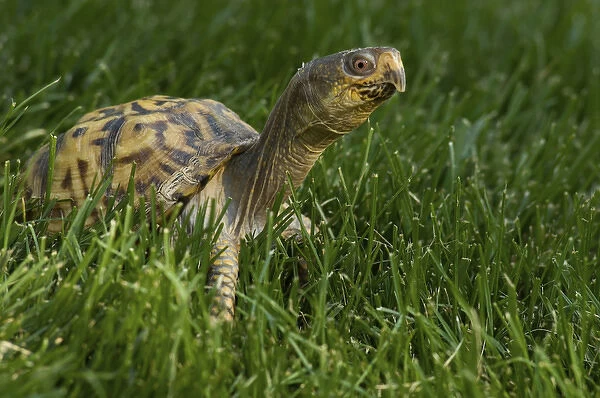 United States, Virginia, Arlington, box turtle in grass