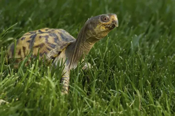Framed Print : United States, Virginia, Arlington, box turtle in grass Framed Print : United States, Virginia, Arlington, box turtle in grass