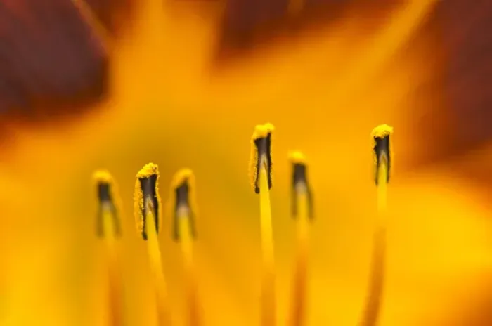Framed Print : United States, Virginia, Arlington, closeup of day lily stamen Framed Print : United States, Virginia, Arlington, closeup of day lily stamen