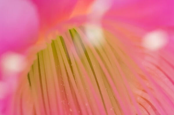 United States, Virginia, Arlington Close-up of center of pink cereus blossom with