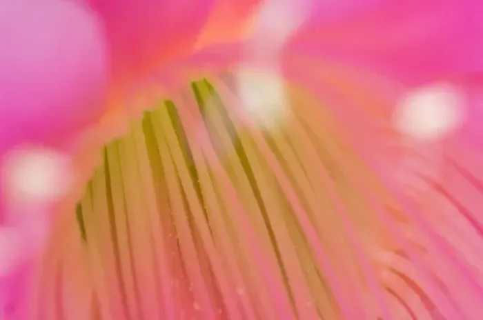Framed Print : United States, Virginia, Arlington Close-up of center of pink cereus blossom with Framed Print : United States, Virginia, Arlington Close-up of center of pink cereus blossom with