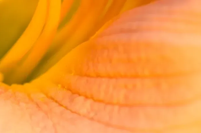 Framed Print : United States, Virginia, Arlington Looking inside the center of a pink day lily Framed Print : United States, Virginia, Arlington Looking inside the center of a pink day lily