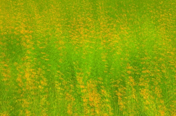 United States, Virginia, Arlington Multiple exposure of field of orange wildflowers