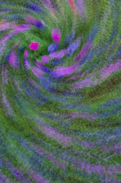 United States, Virginia, Arlington Multiple exposure swirl of purple petunias