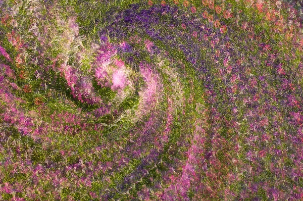 United States, Virginia, Arlington Multiple exposure swirl of purple petunias, sunlit
