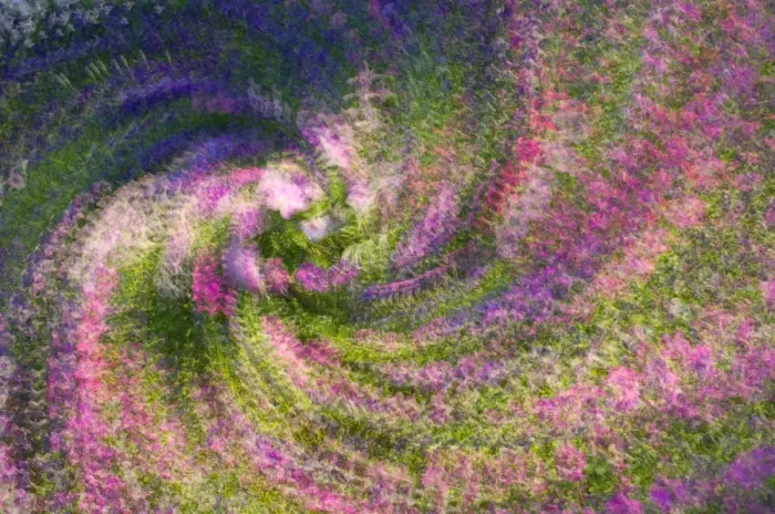 Framed Print : United States, Virginia, Arlington Multiple exposure swirl of purple petunias, sunlit