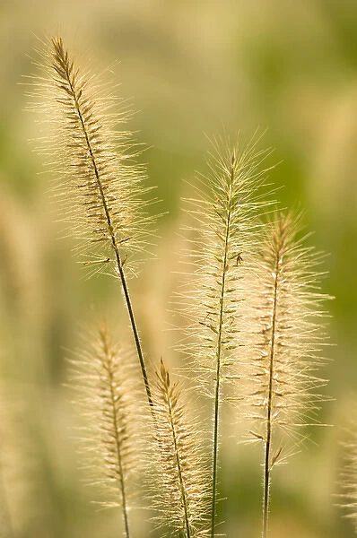 United States, Virginia, Arlington Small group of ornamental grass heads, out
