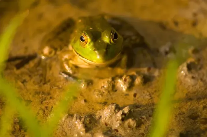 Framed Print : United States, Virginia, Fairfax, Huntley Meadows Green bullfrog sitting shallow water Framed Print : United States, Virginia, Fairfax, Huntley Meadows Green bullfrog sitting shallow water