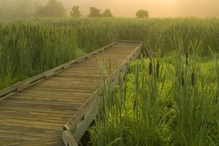 Framed Print : United States, Virginia, Fairfax, Huntley Meadows, boardwalk through cattails in fog Framed Print : United States, Virginia, Fairfax, Huntley Meadows, boardwalk through cattails in fog