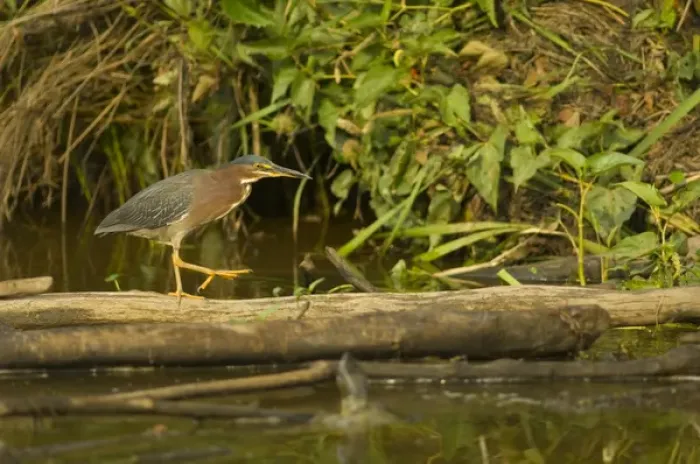 Framed Print : United States, Virginia, Fairfax, Huntley Meadows, green heron walking on log