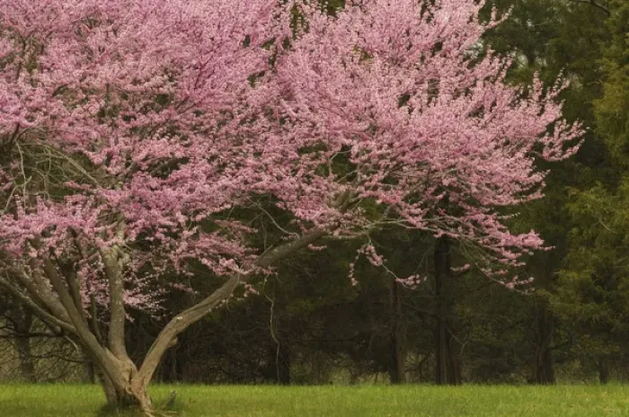 Framed Print : United States, Virginia, Manassas, Manassas National Battlefield Park, redbud tree Framed Print : United States, Virginia, Manassas, Manassas National Battlefield Park, redbud tree