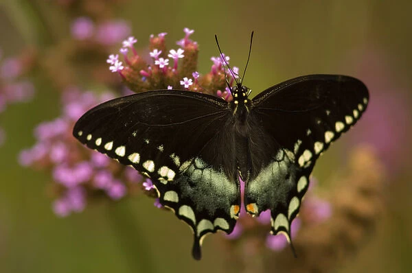 United States, Virginia, Vienna, Meadowlark Botanical Gardens Spicebush swallowtail