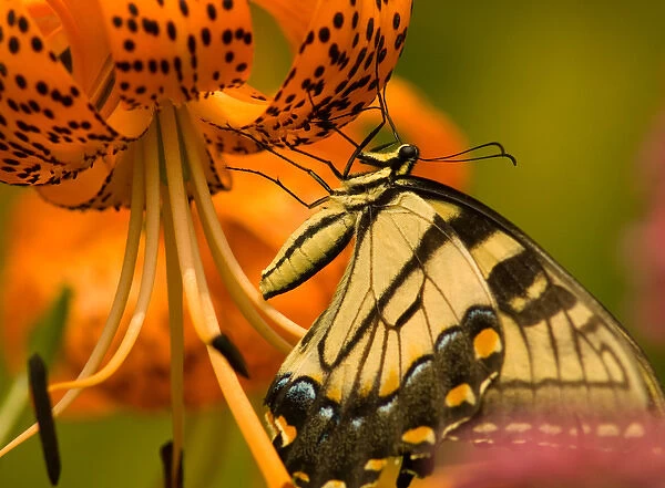 United States, Virginia, Vienna, Meadowlark Botanical Gardens Eastern tiger swallowtail