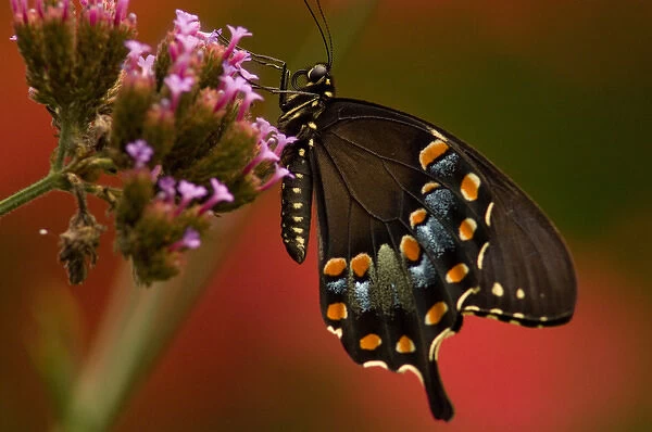 United States, Virginia, Vienna, Meadowlark Botanical Gardens Female black swallowtail