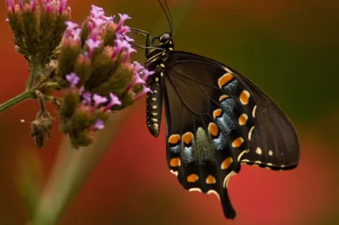 Framed Print : United States, Virginia, Vienna, Meadowlark Botanical Gardens Female black swallowtail