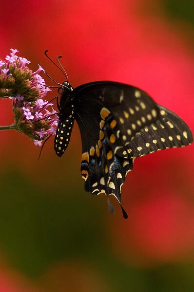 United States, Virginia, Vienna, Meadowlark Botanical Gardens Female black swallowtail