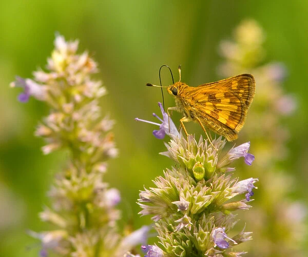United States, Virginia, Vienna, Meadowlark Botanical Gardens Pecks skipper butterfly feeding