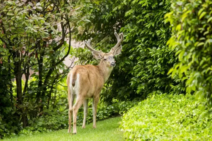 Framed Print : United States, Washington, Bellevue. Black-tailed deer (Odocoileus hemionus columbianus)