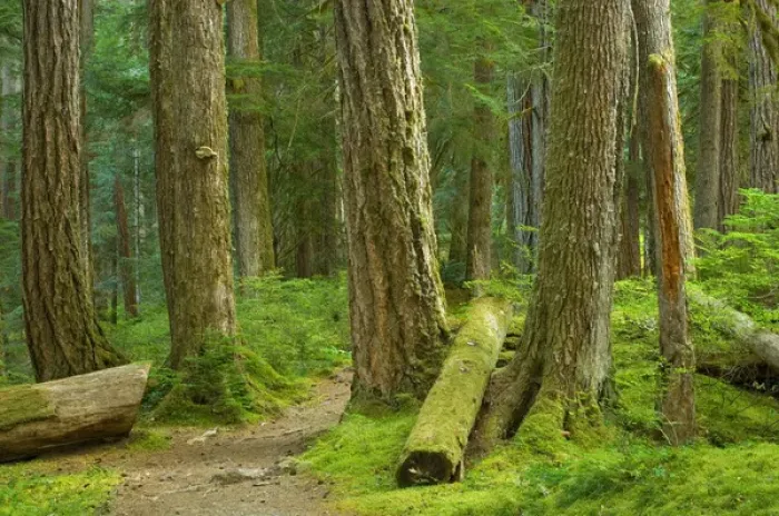 Framed Print : United States, Washington, Port Angeles, Olympic National Park, Large tree trunks