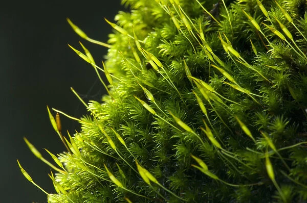 United States, Washington, Snohomish County, Eagle Falls, closeup of moss