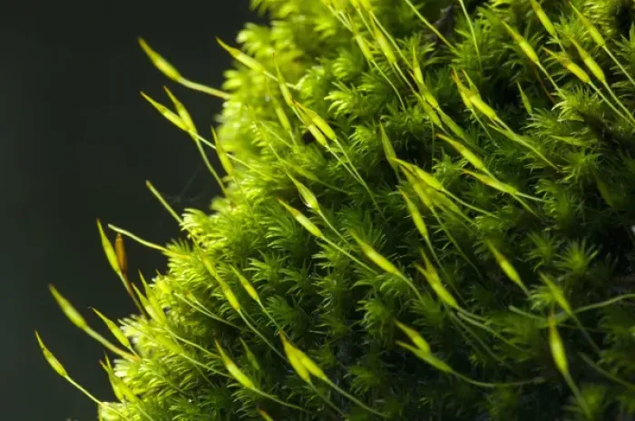 Framed Print : United States, Washington, Snohomish County, Eagle Falls, closeup of moss Framed Print : United States, Washington, Snohomish County, Eagle Falls, closeup of moss