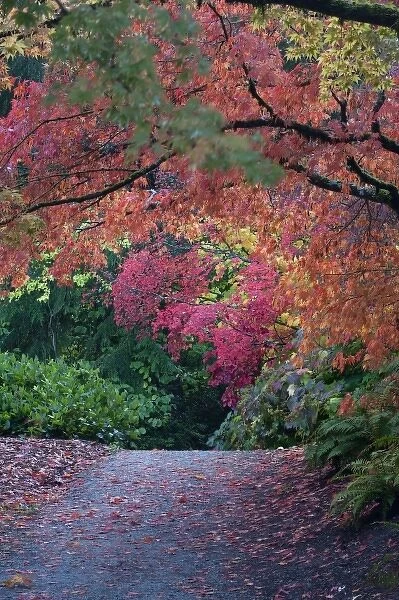 University of Washington Arboretum, Seattle, Washington, Japanese Maple trees along a trail