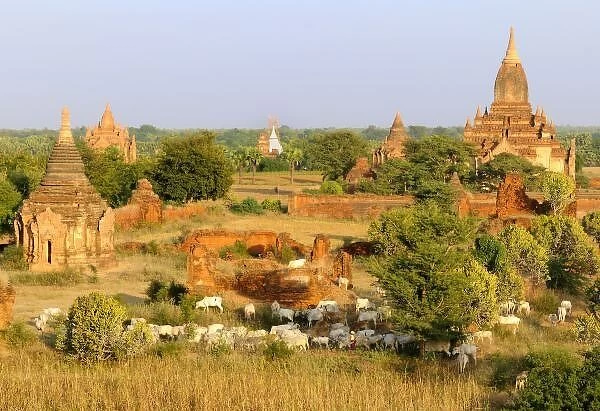 Unknown. Asia, Myanmar (Burma), Bagan (Pagan). Cows pass by some Bagan temples