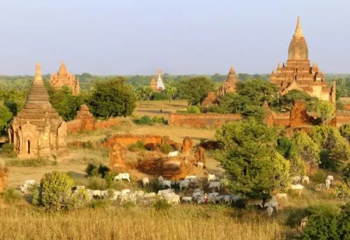 Framed Print : Unknown. Asia, Myanmar (Burma), Bagan (Pagan). Cows pass by some Bagan temples Framed Print : Unknown. Asia, Myanmar (Burma), Bagan (Pagan). Cows pass by some Bagan temples