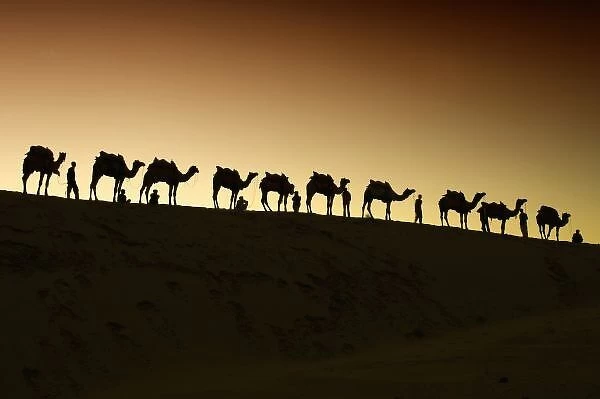Unknown. A group of camel herders with their camels at sunset on the sandunes in Jalsalmer