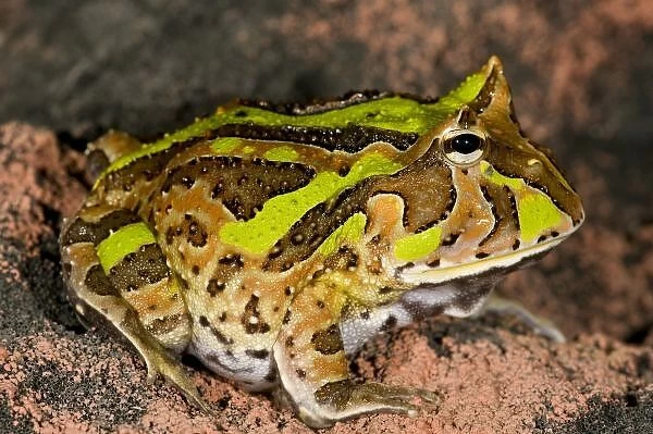 Unknown. Brazilian Horn Frog. Ceratophrys cornuta. Native to Brazil, Amazon