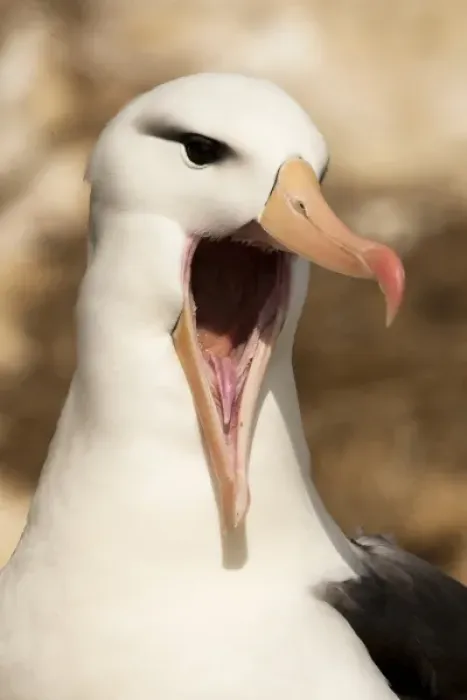 Framed Print : Unknown. Black-browed Albatross, Thalassarche melanophrys