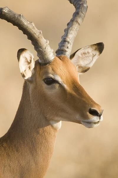 Unknown. Male Impala at Samburu NP, Kenya