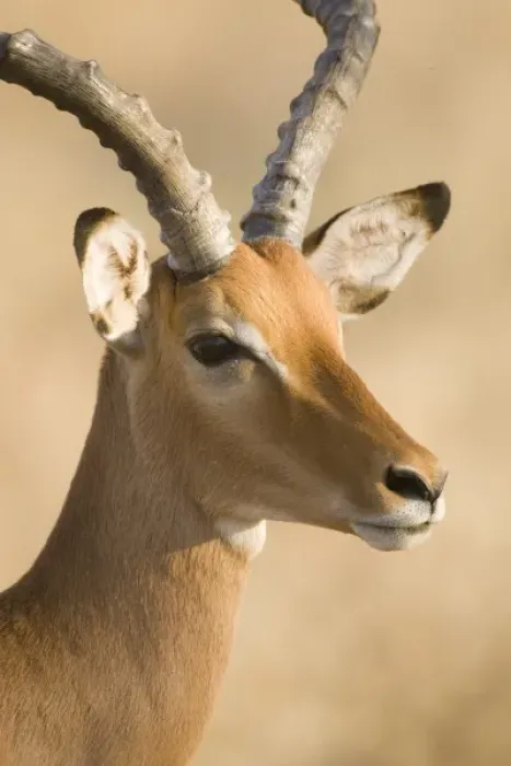 Framed Print : Unknown. Male Impala at Samburu NP, Kenya
