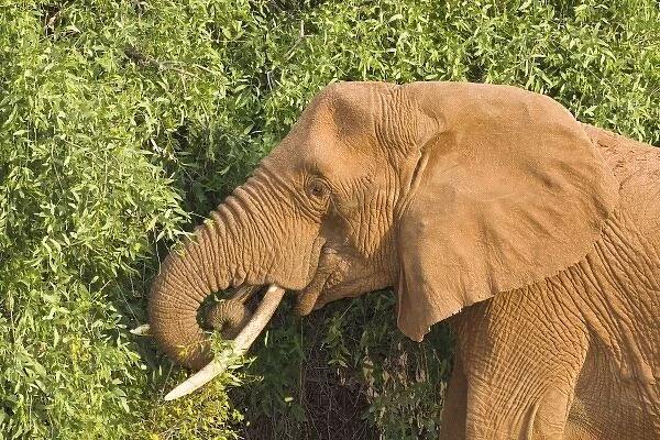 Unknown. Africa. Kenya. Elephant at Samburu NP